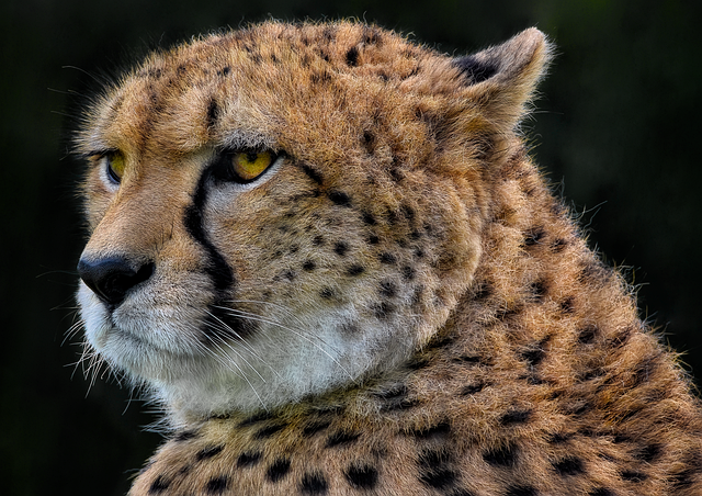 TQL-Pink Cheetah Broker Transparency Case Set for Oral Arguments in September — AI-generated illustration
